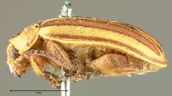 Media type: image;   Entomology 18755 Aspect: habitus lateral view